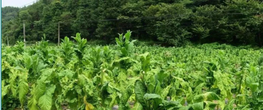 1606294229(1).jpg 1606294229(1).jpg