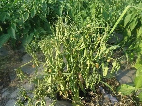 1606442843(1).jpg 1606442843(1).jpg