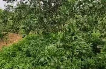 1606530308(1).jpg 1606530308(1).jpg