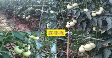 1607409601(1).jpg 1607409601(1).jpg