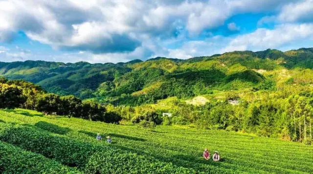 大沙茶.webp.jpg 大沙茶.webp.jpg