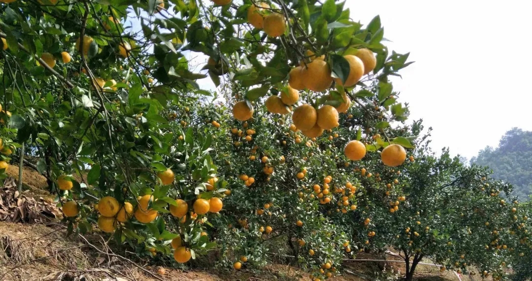 德庆.webp.jpg 德庆.webp.jpg