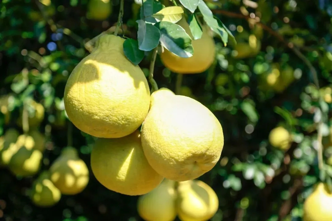 梅县.webp.jpg 梅县.webp.jpg