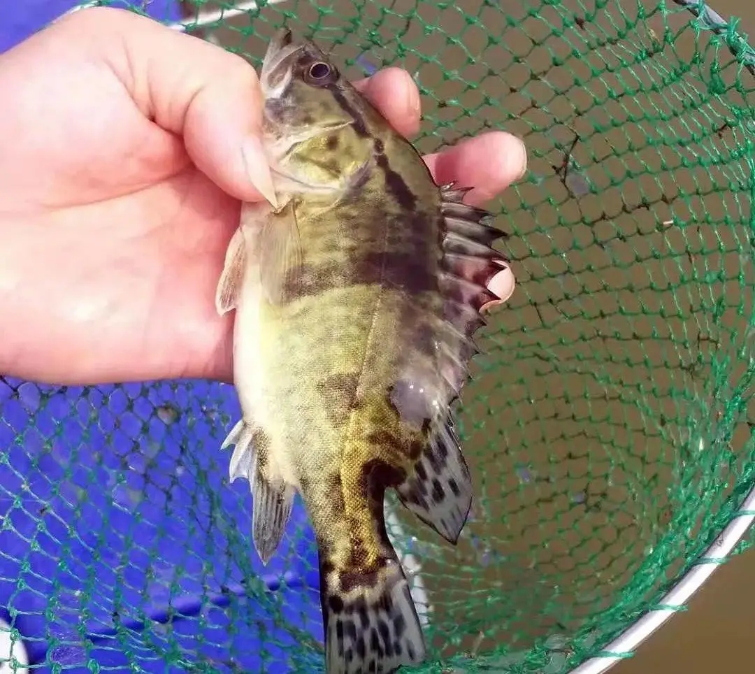 桂花鱼.webp.jpg 桂花鱼.webp.jpg