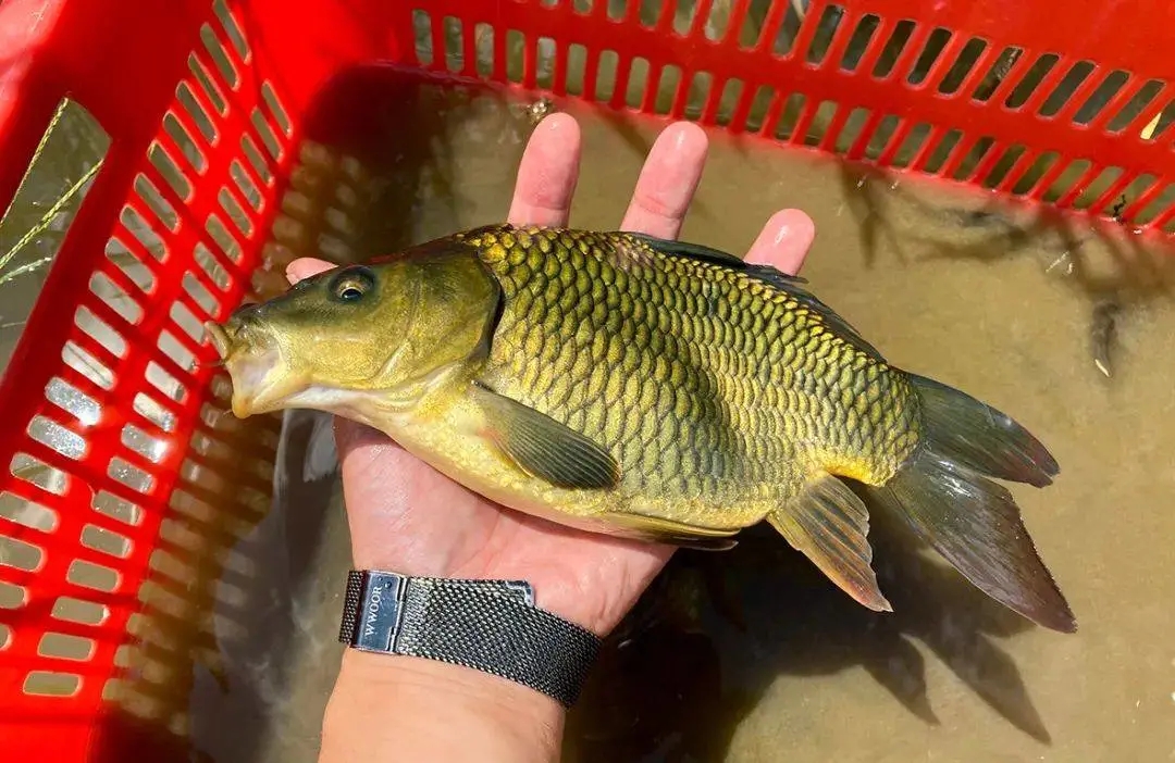 鲤鱼2.webp.jpg 鲤鱼2.webp.jpg