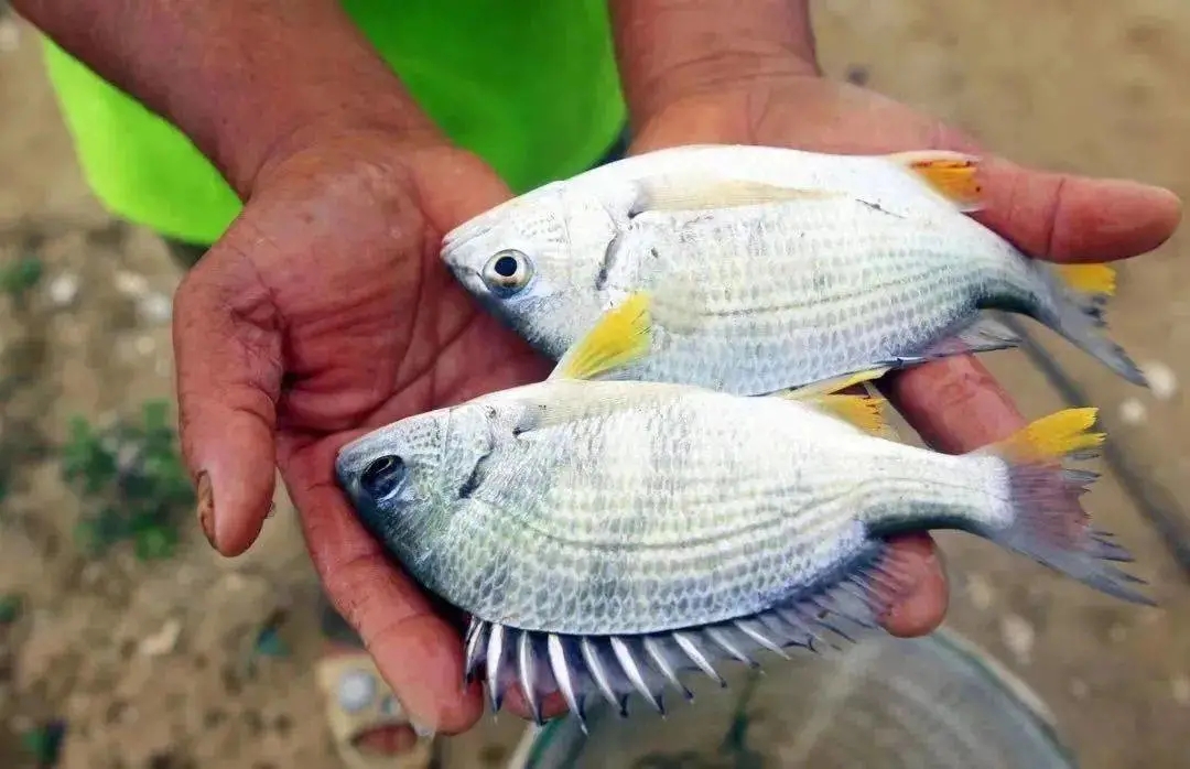 黄立鱼.webp.jpg 黄立鱼.webp.jpg